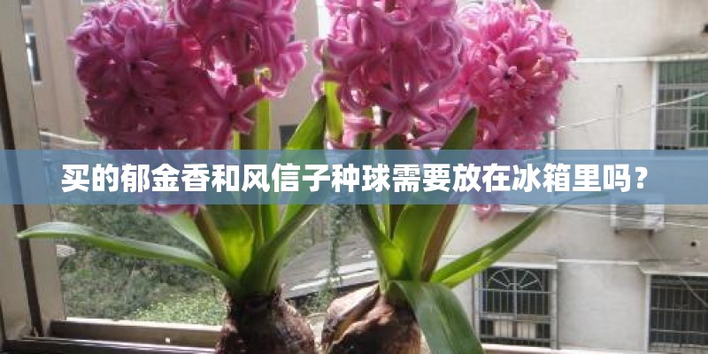 买的郁金香和风信子种球需要放在冰箱里吗？