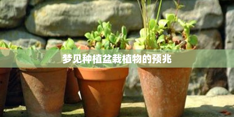 梦见种植盆栽植物的预兆