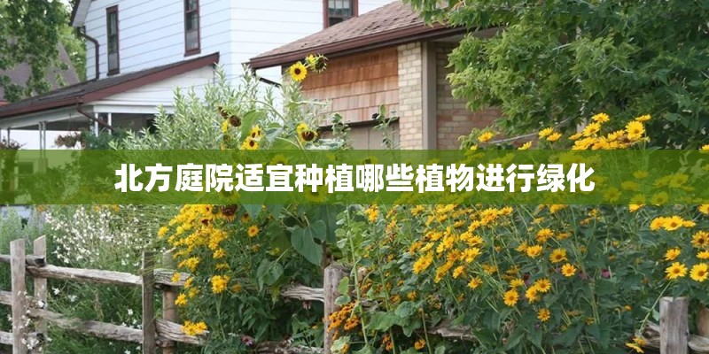 北方庭院适宜种植哪些植物进行绿化 北方庭院适宜种植哪些植物进行绿化