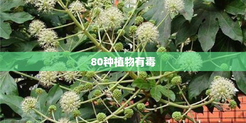 80种植物有毒