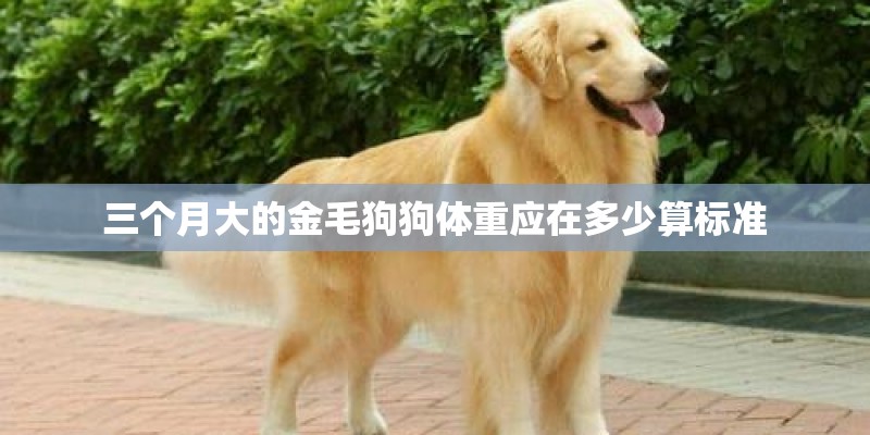三个月大的金毛狗狗体重应在多少算标准