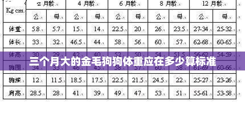 三个月大的金毛狗狗体重应在多少算标准