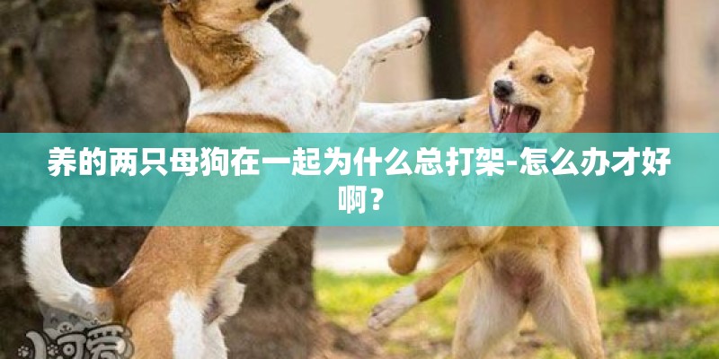 养的两只母狗在一起为什么总打架-怎么办才好啊？