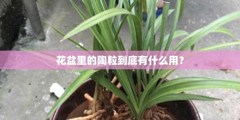 花盆里的陶粒到底有什么用？