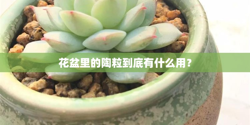 花盆里的陶粒到底有什么用？
