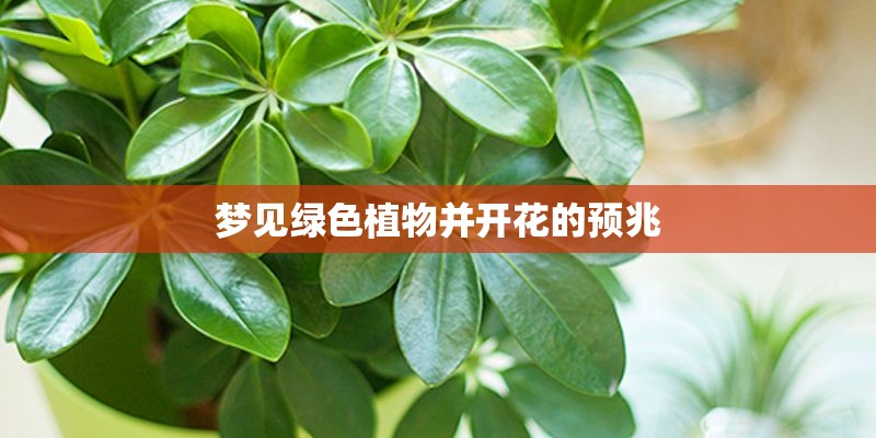 梦见绿色植物并开花的预兆