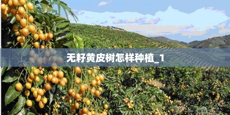无籽黄皮树怎样种植_1
