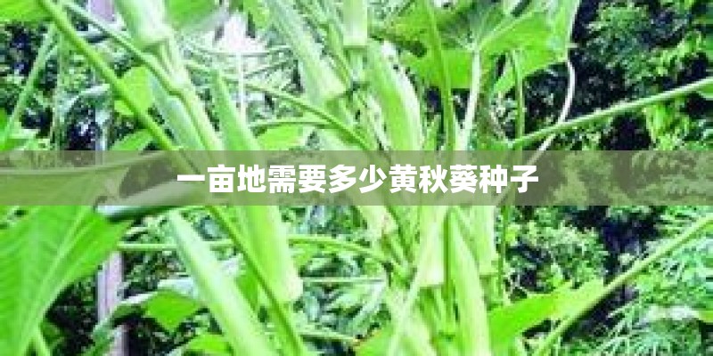 一亩地需要多少黄秋葵种子