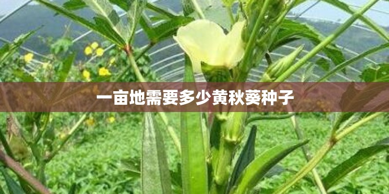 一亩地需要多少黄秋葵种子