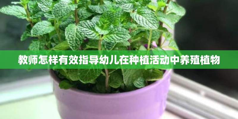 教师怎样有效指导幼儿在种植活动中养殖植物