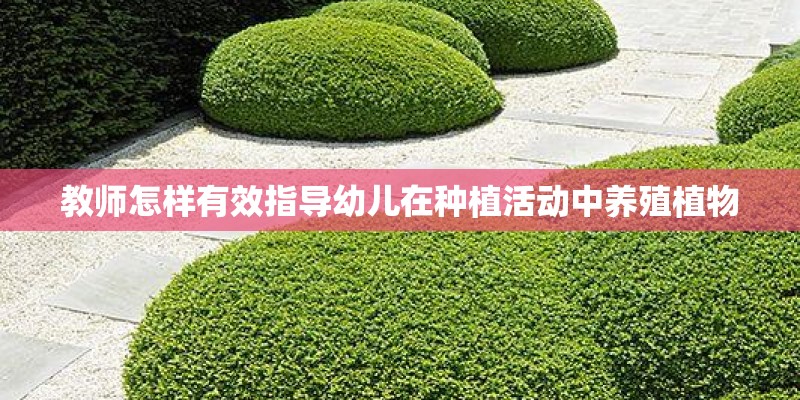 教师怎样有效指导幼儿在种植活动中养殖植物