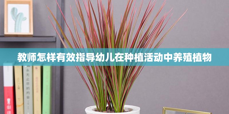 教师怎样有效指导幼儿在种植活动中养殖植物
