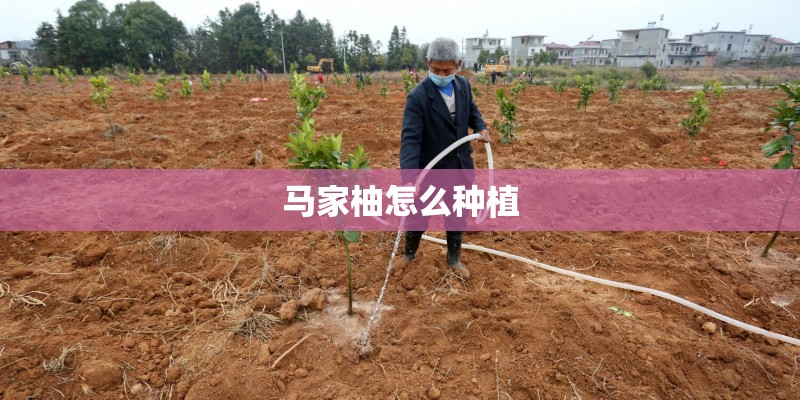 马家柚怎么种植