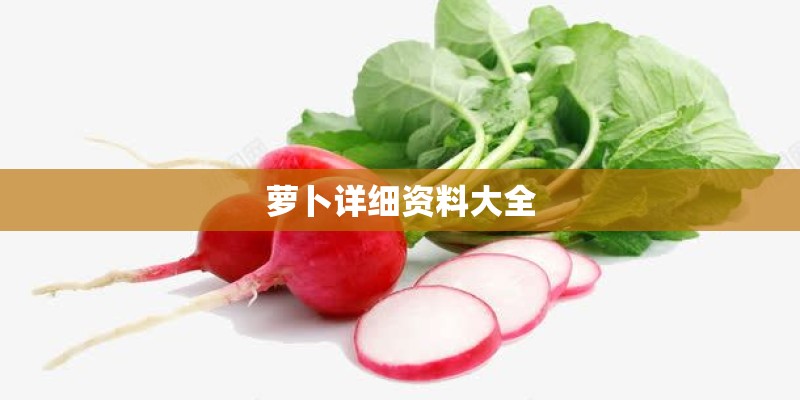 萝卜详细资料大全