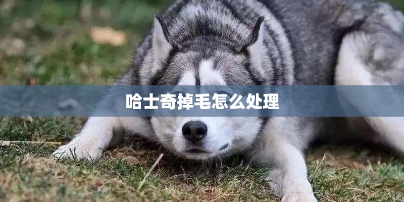 哈士奇掉毛怎么处理