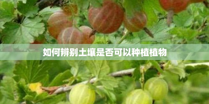 如何辨别土壤是否可以种植植物