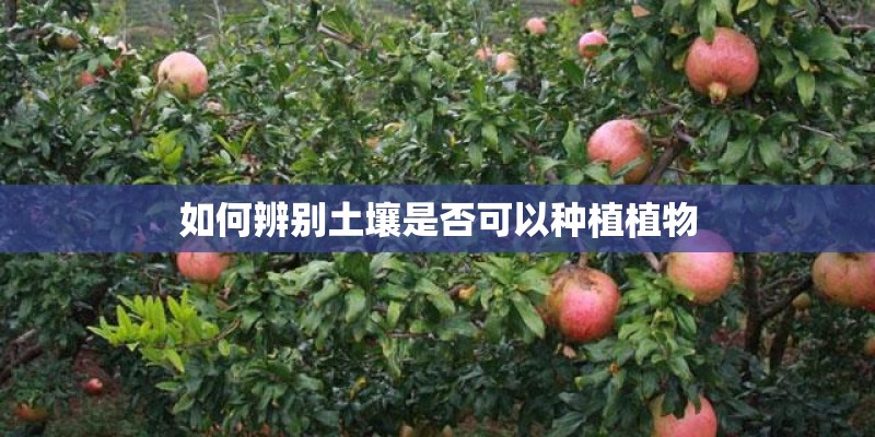 如何辨别土壤是否可以种植植物