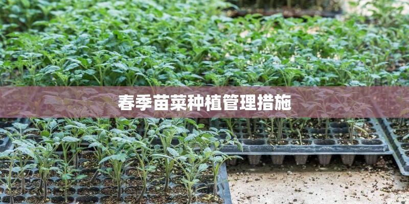 春季苗菜种植管理措施