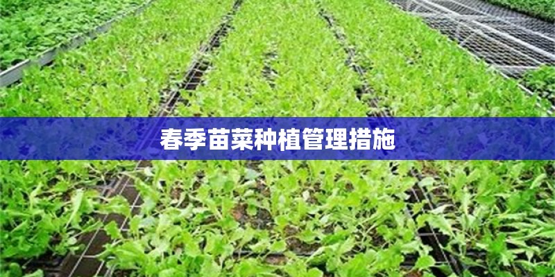 春季苗菜种植管理措施