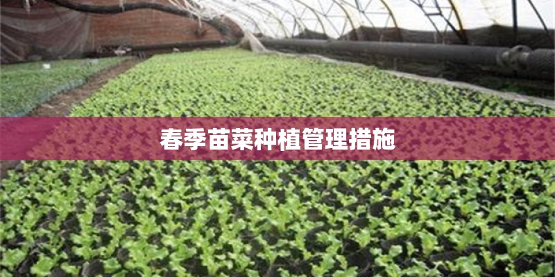 春季苗菜种植管理措施