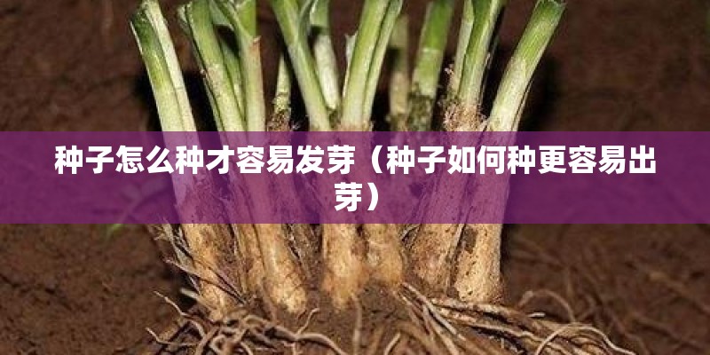 种子怎么种才容易发芽(种子如何种更容易出芽) 种子怎么种才容易发芽(种子如何种更容易出芽)
