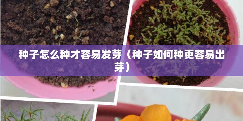 种子怎么种才容易发芽(种子如何种更容易出芽) 种子怎么种才容易发芽(种子如何种更容易出芽)