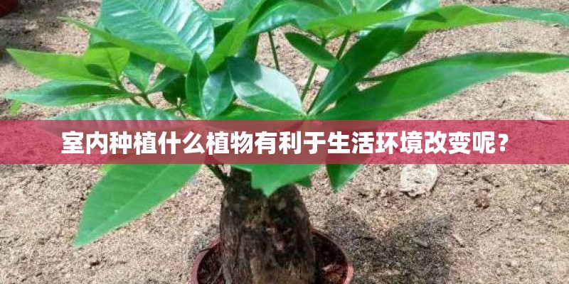 室内种植什么植物有利于生活环境改变呢？