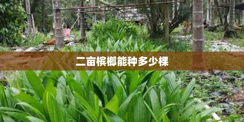 二亩槟榔能种多少棵