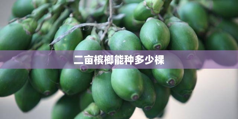 二亩槟榔能种多少棵