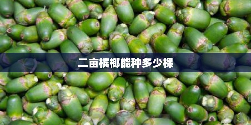 二亩槟榔能种多少棵
