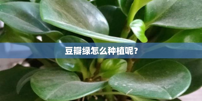 豆瓣绿怎么种植呢？