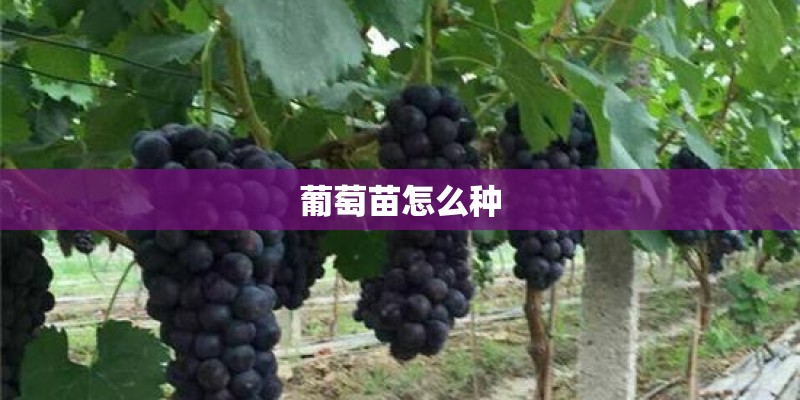 葡萄苗怎么种