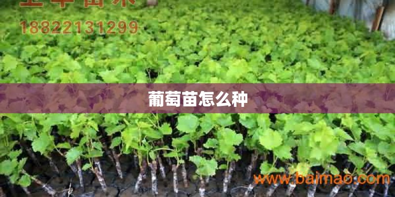 葡萄苗怎么种