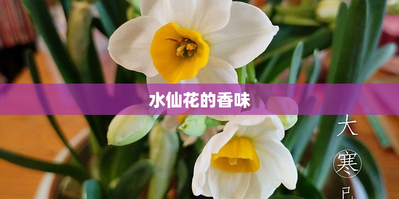 水仙花的香味