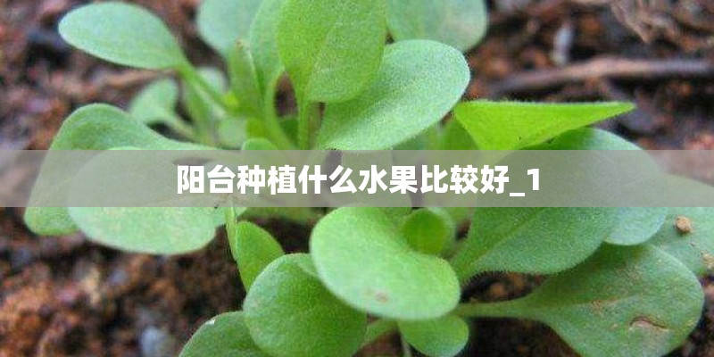 阳台种植什么水果比较好_1