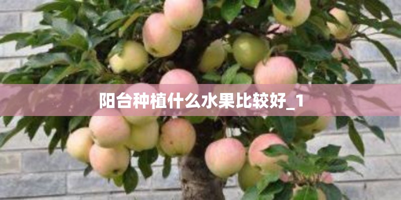 阳台种植什么水果比较好_1