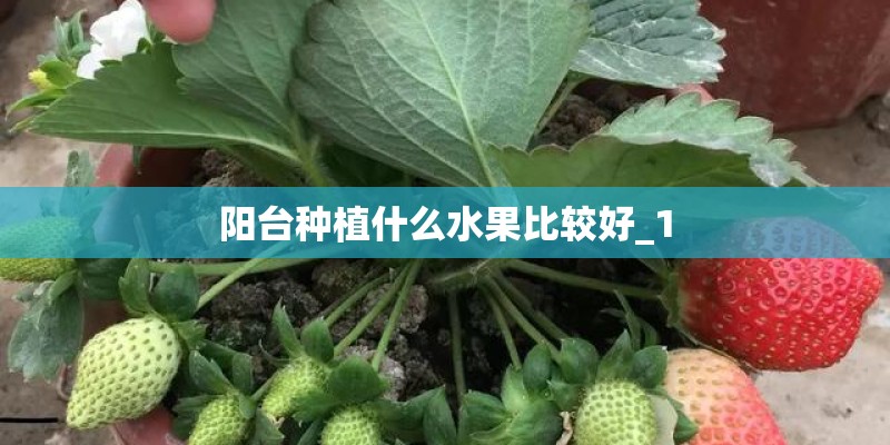 阳台种植什么水果比较好_1