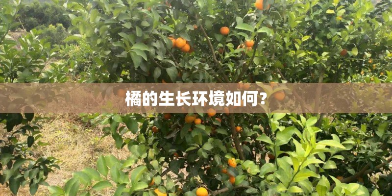 橘的生长环境如何？