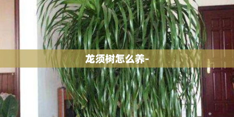 龙须树怎么养-