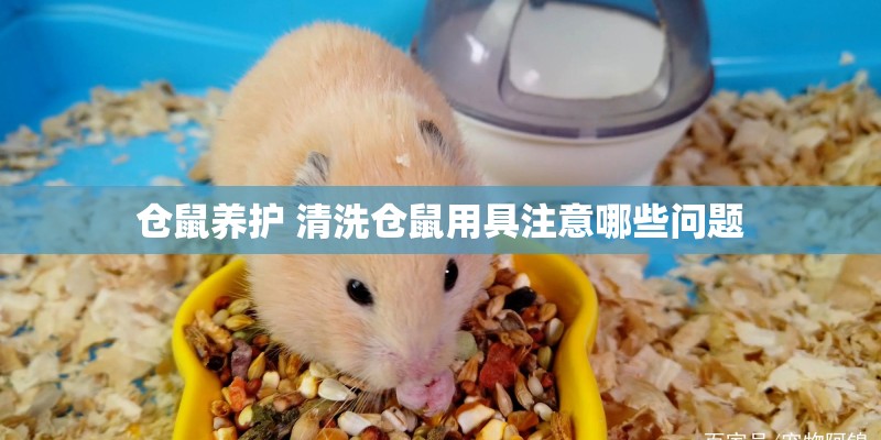 仓鼠养护 清洗仓鼠用具注意哪些问题