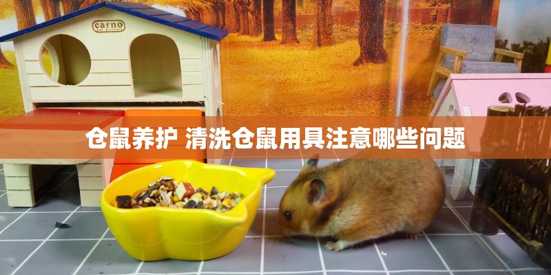 仓鼠养护 清洗仓鼠用具注意哪些问题