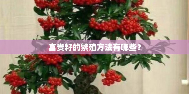 富贵籽的繁殖方法有哪些? 富贵籽的繁殖方法有哪些?