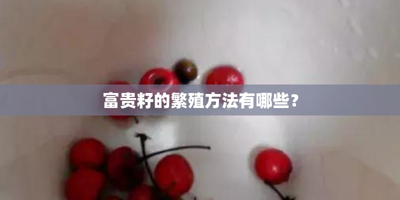 富贵籽的繁殖方法有哪些? 富贵籽的繁殖方法有哪些?