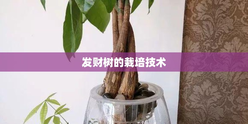 发财树的栽培技术 发财树的栽培技术