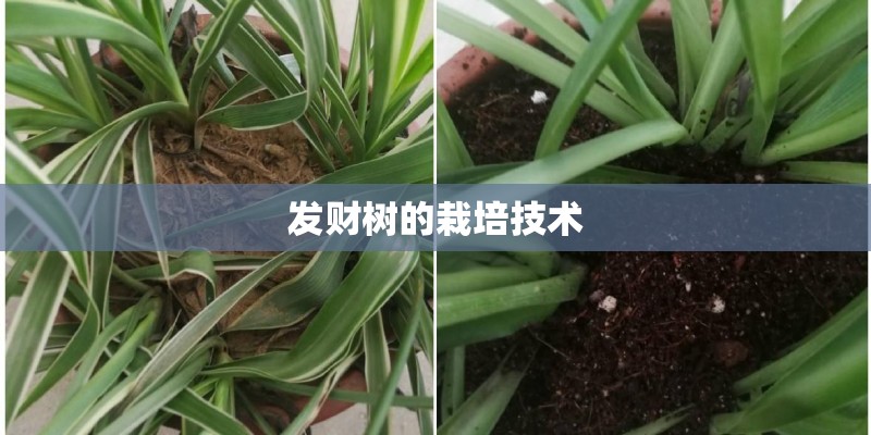 发财树的栽培技术 发财树的栽培技术