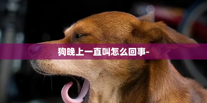 狗晚上一直叫怎么回事-