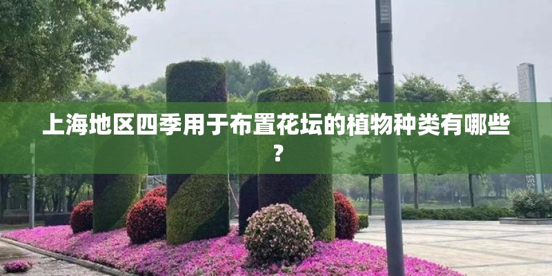 上海地区四季用于布置花坛的植物种类有哪些？
