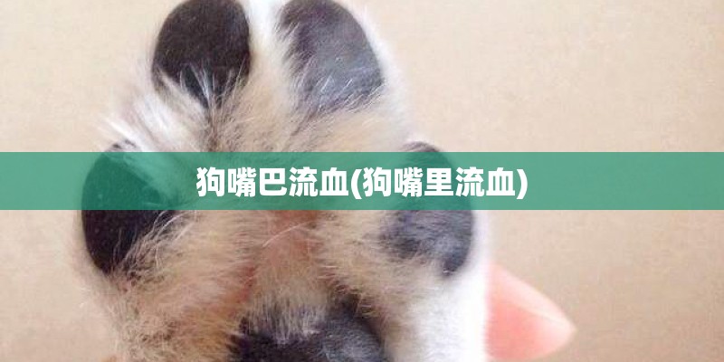 狗嘴巴流血(狗嘴里流血)