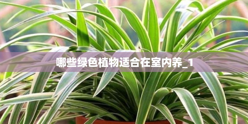 哪些绿色植物适合在室内养_1