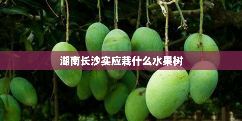 湖南长沙实应栽什么水果树